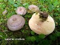 Lactarius circellatus-amf1085-2